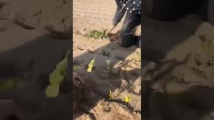Посадка кизильника блестящего однолетки. Фабрика растений Никитенко.