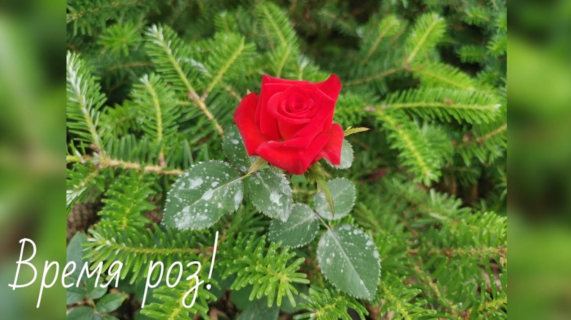 Время роз🌹Разочарование года💔Обзор сада🌲 3 июля 2024г смотреть онлайн