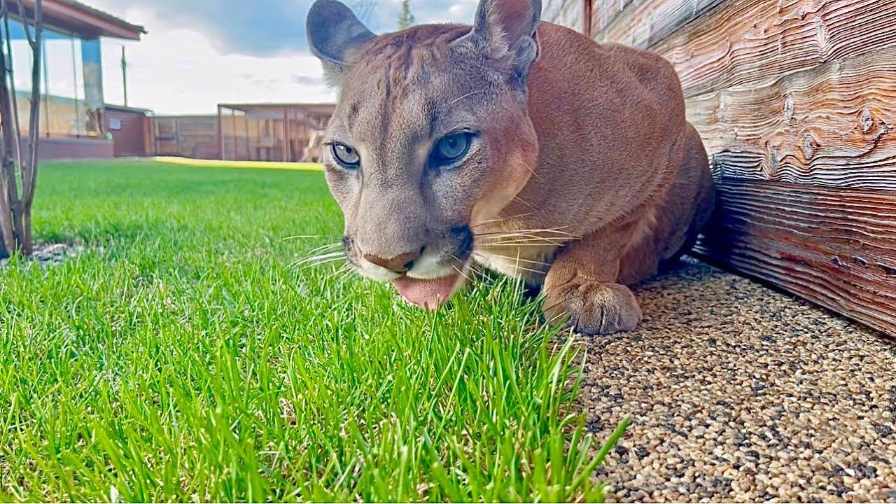 Спасение для пумы Месси в голодный день. Кот с таким аппетитом ест газонную траву! смотреть онлайн