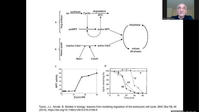 33 cell cycle 2 смотреть онлайн