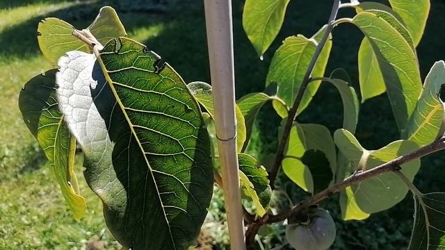 Хурма ранний сорт Н-120, сверхранний сорт Mohler ( diospyros virginiana ) persimmon смотреть онлайн