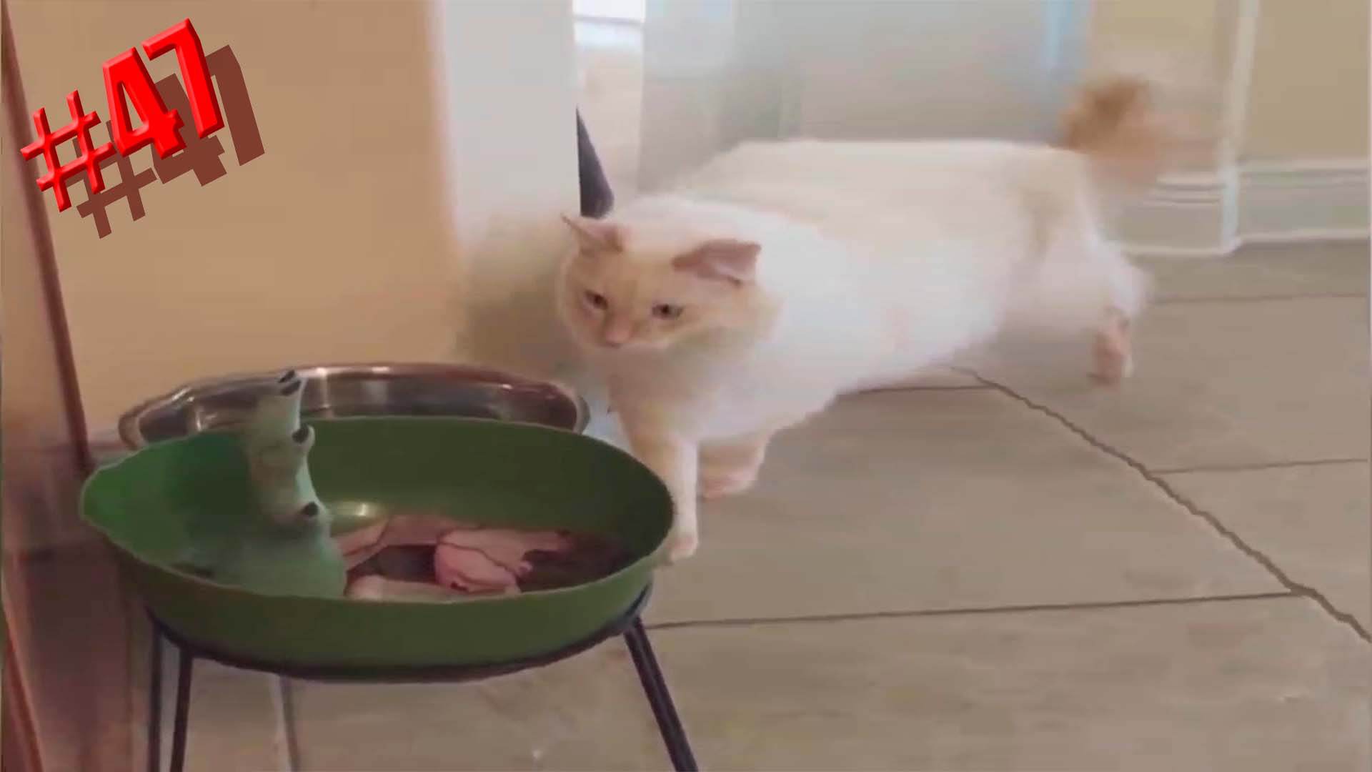 582 секунды Смеха ?? Смешных моментов | Милые котики Приколы с котами ?? Смешные коты #47 смотреть онлайн