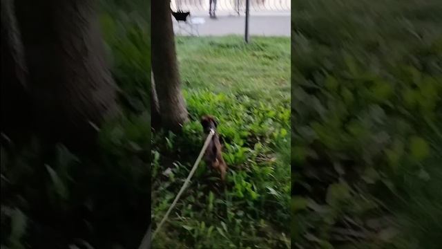 Летние прогулки в парке)) смотреть онлайн