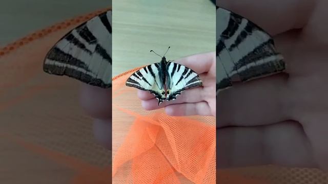 Махаон Подалiрiй #бабочка#бабочки#махаон смотреть онлайн