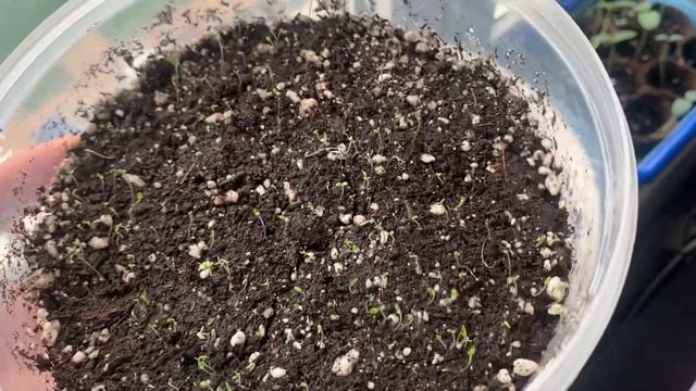 161. Огород на подоконнике. Впервые в жизни ? #растения #огурцы #огородкруглыйгод #подоконник