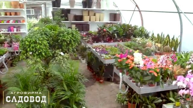 Комнатные растения Видеотур Садовый центр "Садовод" смотреть онлайн