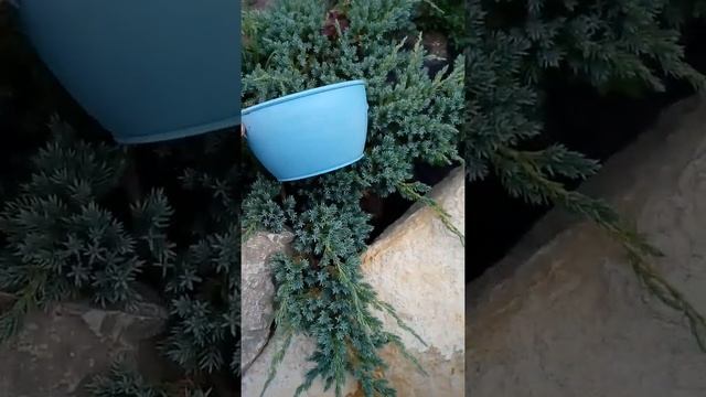 Как быстро вырастить можжевельник, тую, ёлку #shorts смотреть онлайн