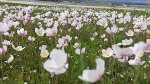 Русская поет Бурятскую песню.)) Решила спеть еще один отрывочек из бурятской песни.))