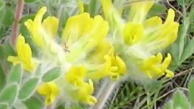 астрагал шерстистоцветковый купить смотреть онлайн