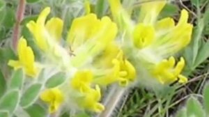 астрагал шерстистоцветковый купить