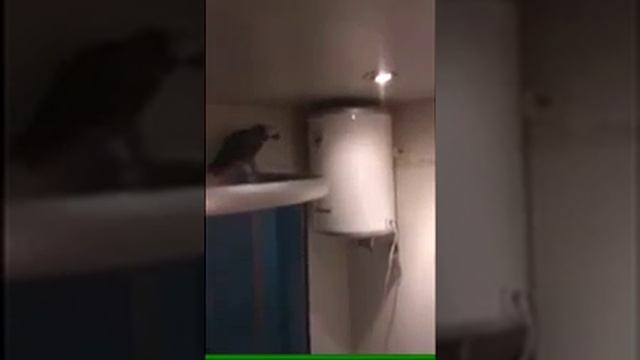 Случайно залетевший в квартиру попугай смотреть онлайн