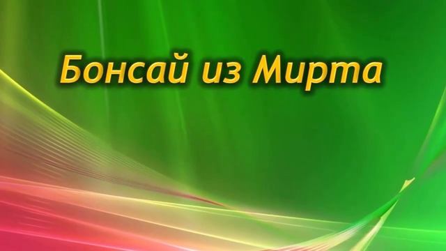 Зачем обрезать МИРТ? Как и когда формировать крону. смотреть онлайн