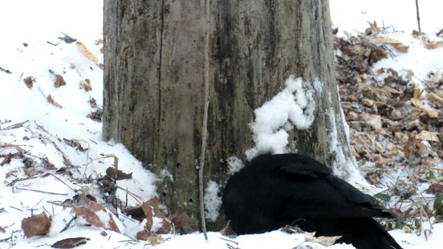 "Черный копатель" Желна копает снег, Black woodpecker смотреть онлайн