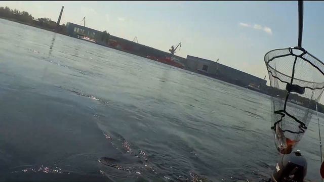 Хариус, р. Нева 18 06 20г смотреть онлайн