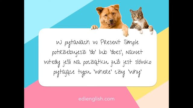 Present Simple vs Present Continuous CATS & DOGS quiz. смотреть онлайн
