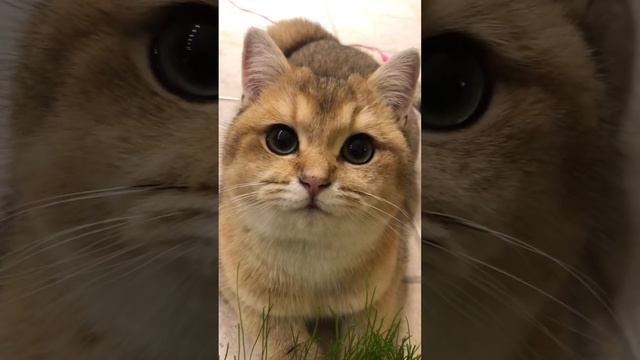 Трава полезна для кошек смотреть онлайн