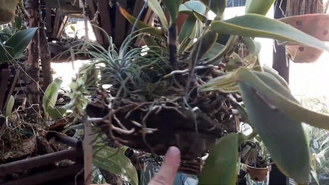 Cattleya maxima смотреть онлайн
