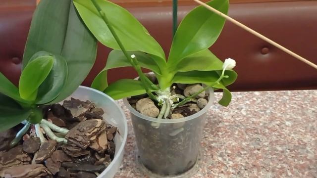 Бледные листья орхидеи/хлороз/пожелтение листьев смотреть онлайн