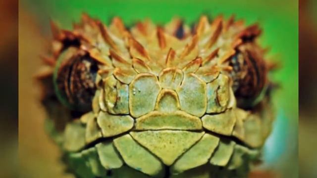 Самые странные животные смотреть онлайн