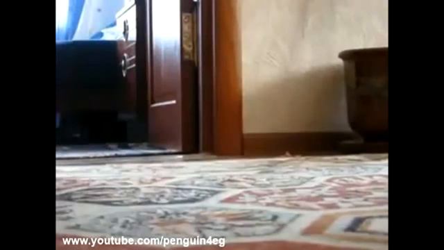 ШОК!КОТ ГОЛУМ!Подборка приколов с котами!2015 смотреть онлайн