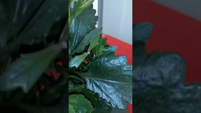 BEGONIA, CHRISTMAS CACTUS смотреть онлайн