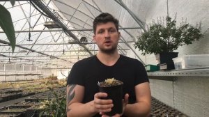 Теневыносливые суккуленты