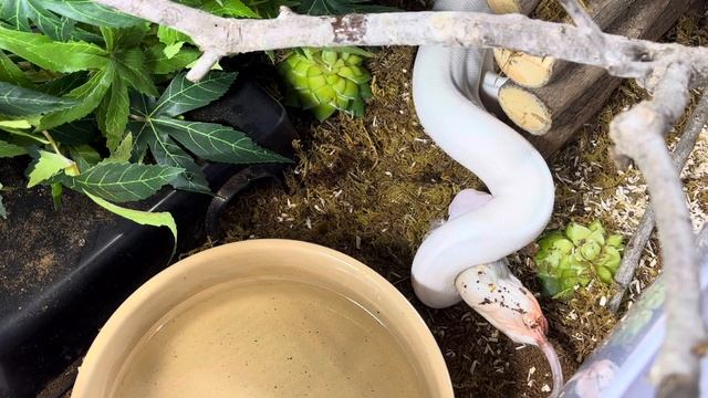 OROCHIMARU | Royal Python | #feeding 2 (04.10.23) смотреть онлайн