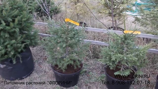 Ели в продаже (осень 2016) Обзор цен.