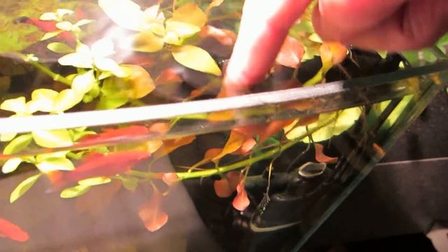 Растения в аквариуме. смотреть онлайн