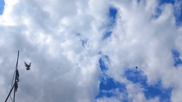 Бакинские мраморные голуби моего отца.#pigeon#голуби#tauben