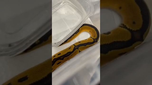 Что будет если укусить змею?)) смотреть онлайн