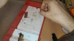 Как расправить бабочку для коллекции / припарирование бабочек