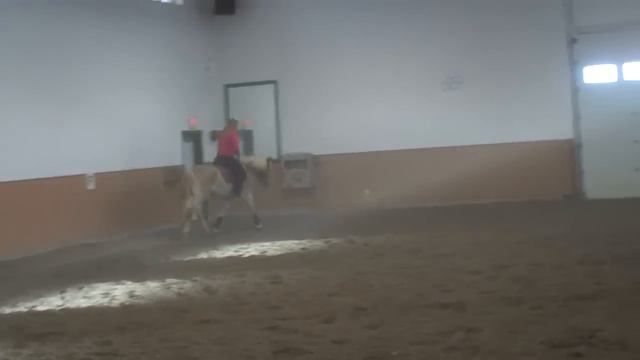 Larissa 8 Year old Silver Classified Haflinger Mare смотреть онлайн