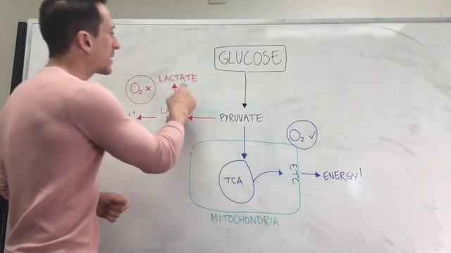The Truth about Lactic Acid смотреть онлайн