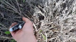 Что делать, если куст лаванды плохо перезимовал.