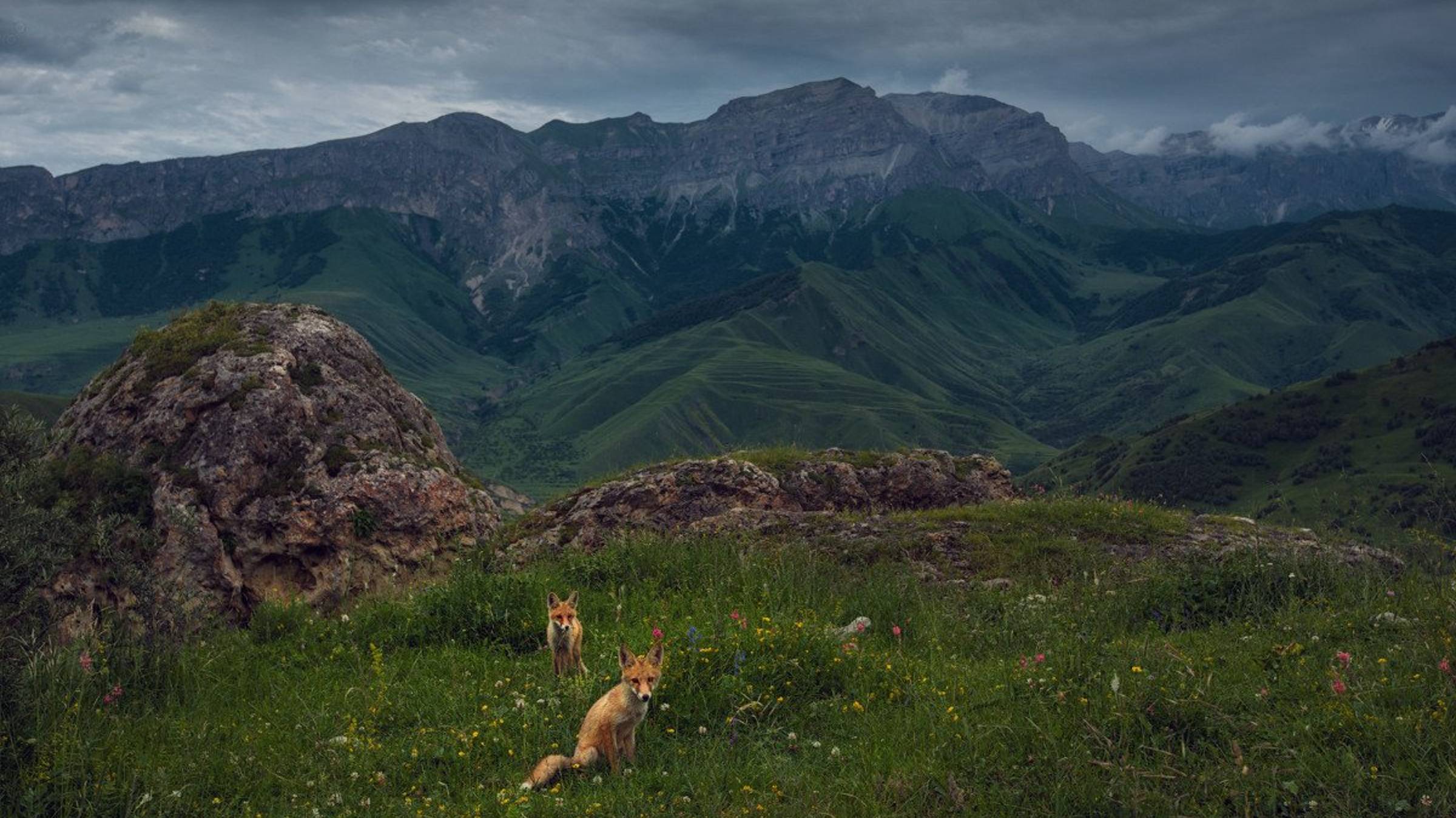National Geographic: дикая природа России. Кавказские горы (2009) смотреть онлайн