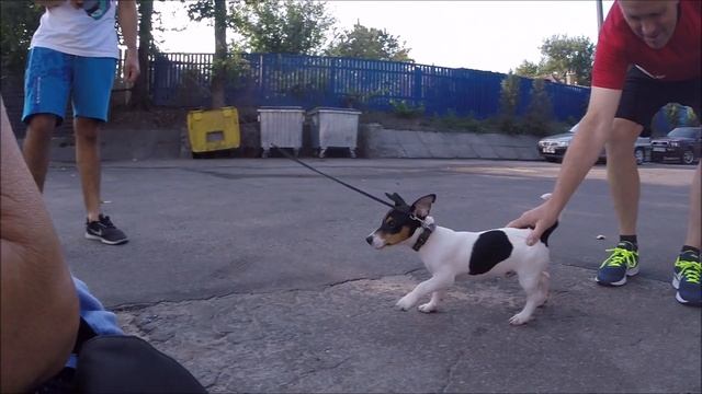 Амстаффтерьер и Джек Рассел терьер / Amstaffter Terrier And Jack Russell Terrier (GoProHero3+)