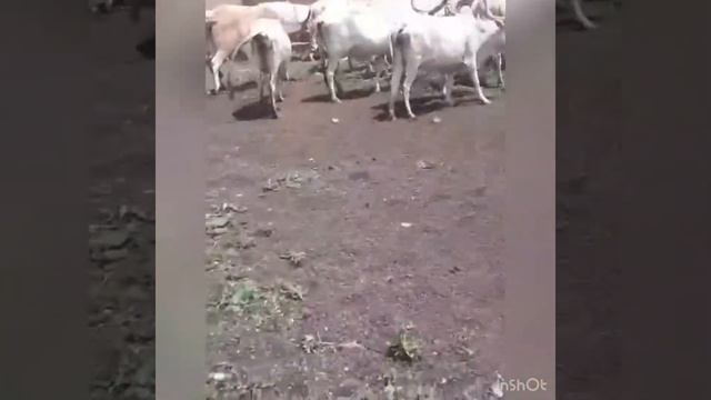 Geele Dangarou (Diao Samba Issa Lowel) смотреть онлайн