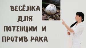Гриб Весёлка для потенции и против рака