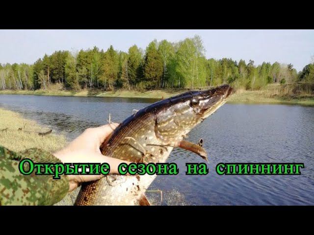 Отлично открыли сезон 2019 на спиннинг! Хорошие щуки и окуни на воблеры. Рыбалка класс! #NIK_72 смотреть онлайн