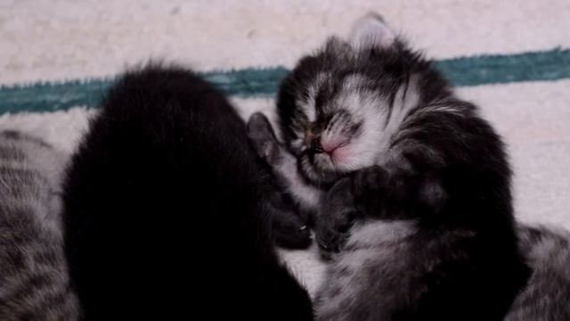 Спокойной ночи малыши .... котята спят смотреть онлайн