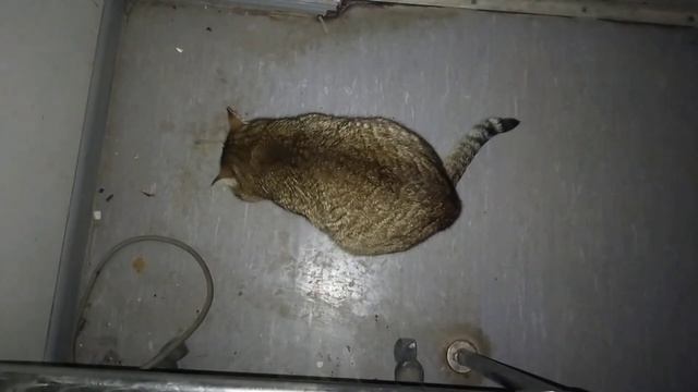 дикий Камышовый кот Васька,корм для диких животных,рыбьи головы,???????? смотреть онлайн