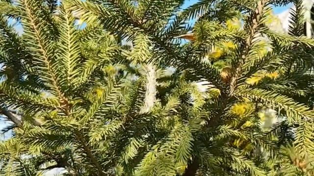 Ель обыкновенная (лат. Picea abies) #rezidencija смотреть онлайн