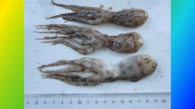 Điểm mặt những món hải sản có thể gây độc chết người смотреть онлайн