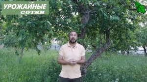 ТРУТОВИК - уникальное природное средство для сада и огорода! Польза и вред трутовика.