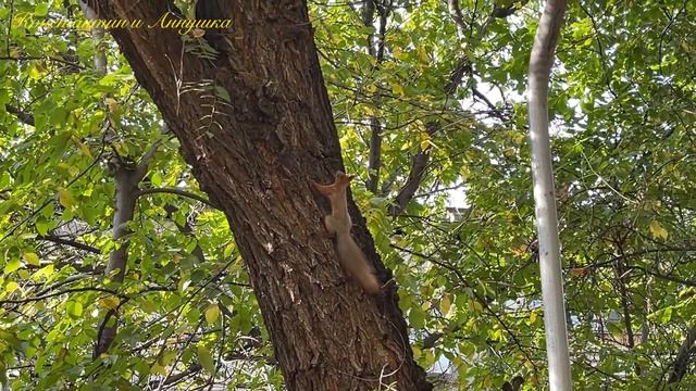 Просто прекрасный осенний день/Наши дворовые белочки и коты/Озорные животные сегодня нас повеселили смотреть онлайн