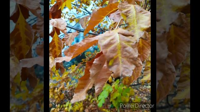 Благо Дарю, 2020! Несмотря ни на что.... Я + Юта = Славная осень. смотреть онлайн