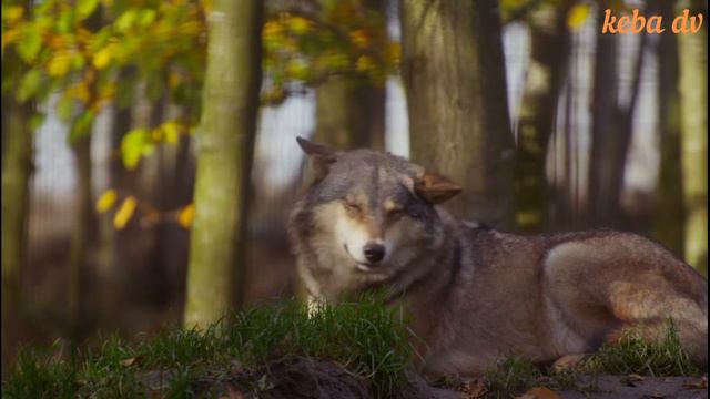 я вою на луну (Music Video) смотреть онлайн