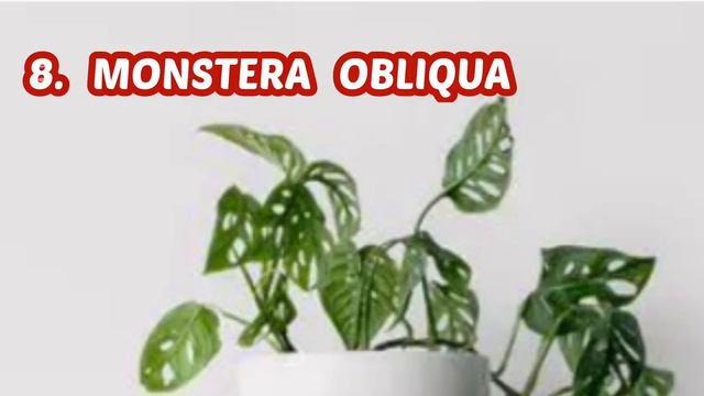 13 best monstera varieties смотреть онлайн