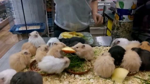 Юный натуралист.. смотреть онлайн